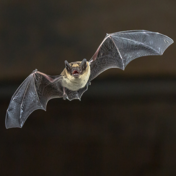 Humans can hear the echolocation sounds from bats.