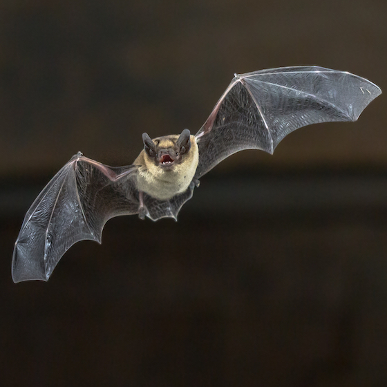 L’homme peut entendre le son que la chauve-souris produit pour son écholocalisation.
