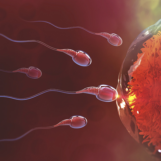 Located in the tail of the sperm, the acrosome guides the sperm to the ovum.