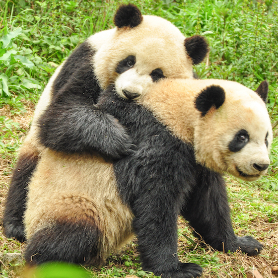 Pandas are generally uninterested in sex.