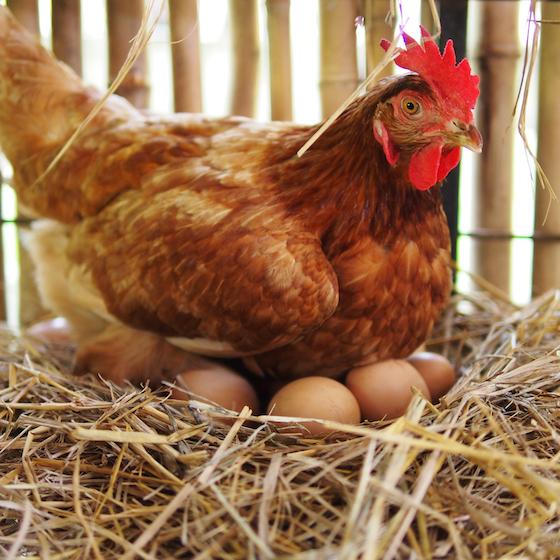 Les poules parlent à leurs oeufs non éclos et les poussins leur répondent.