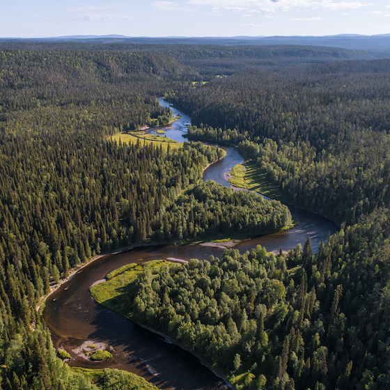 La forêt boréale canadienne est une région vierge composée d’arbres très anciens.
