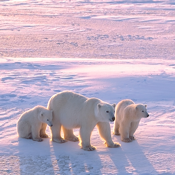 On trouve des ours polaires en Laponie.