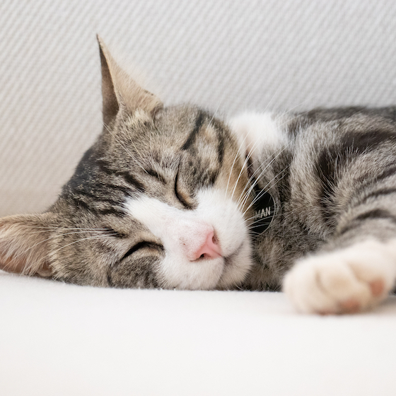 Cats log more zzzs on rainy, cold days.