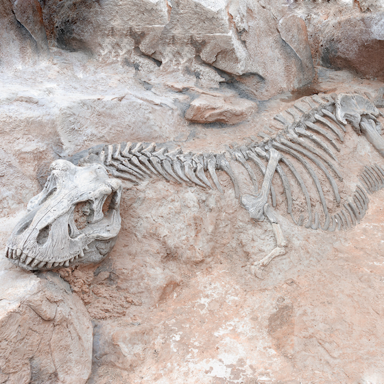 It’s most common to find fossils in shale, limestone, and sandstone.