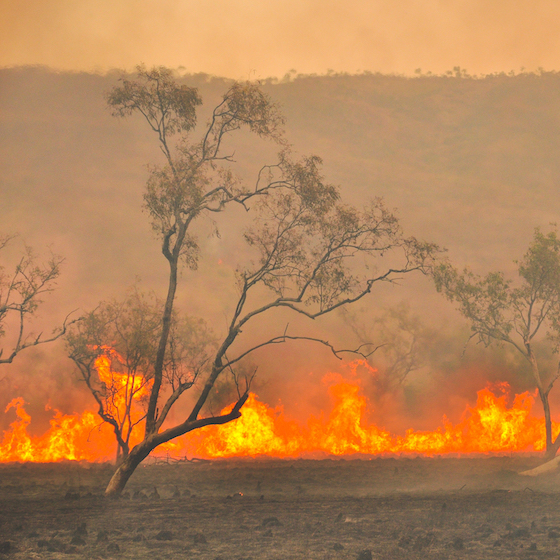 Durant la saison des feux de forêt 2019–2020, l’Australie a été le théâtre de 89 feux de forêt.