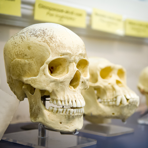 There are a number of people in a variety of countries that reject the concept of evolution.