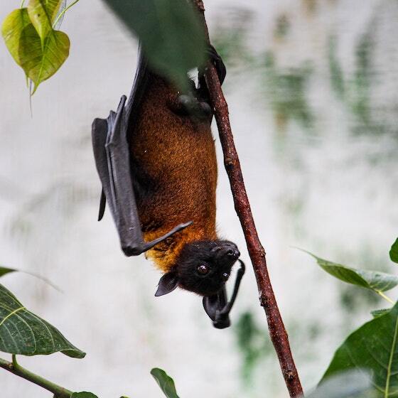 Les chauves-souris ont cinq à dix petits par année.