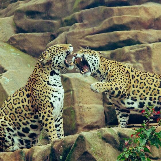 A group of leopards is called a leap.