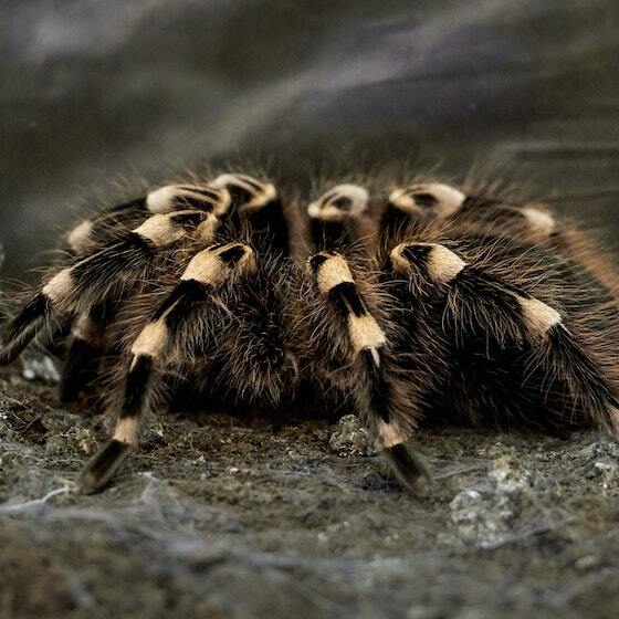 There are approximately 15,000 species of spider.