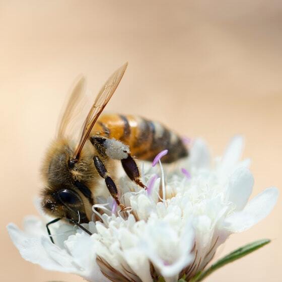 About 20% of invertebrate pollinators, like bees, are currently threatened with extinction.