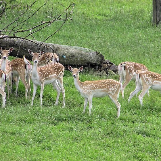 Contenant seulement 0,6 % de lipides, le lait de la daine est très pauvre en matières grasses.