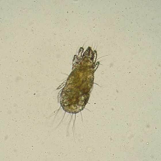 The grain mite reproduces in dry environments.