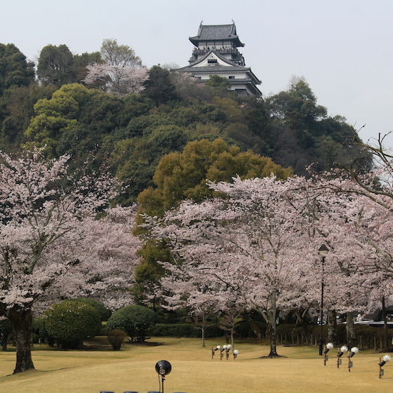 The Somei Yoshino is the most widespread cherry tree in Japan.