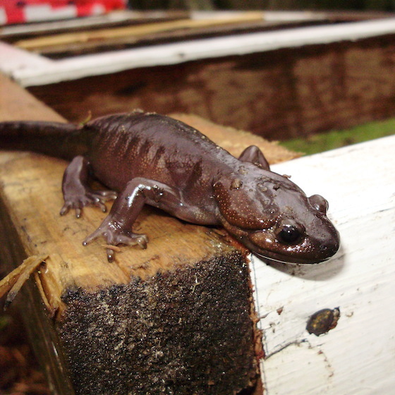 No amphibian has teeth.