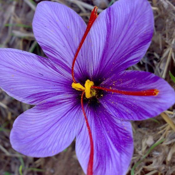 It takes about 100 flowers to produce 1 ounce of saffron threads.