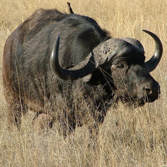 African buffaloes can run at speeds of about 57 kilometres per hour (35 miles per hour).