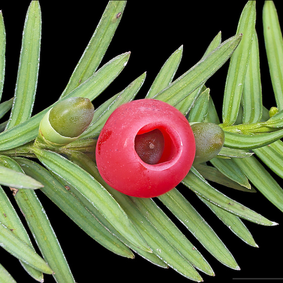 The red flesh of yew arils is very toxic.