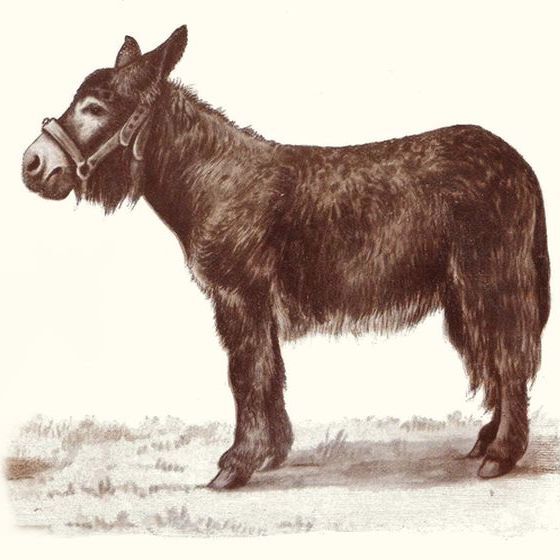 breed-that-s-been-extinct-since-the-19th-century