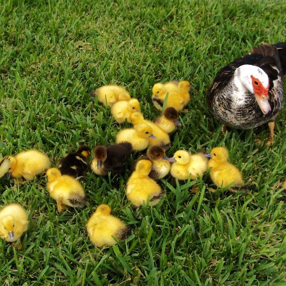 La canarde est la femelle du canard.