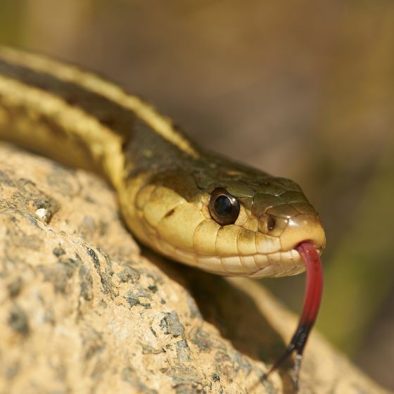 La couleuvre à nez fin est le plus gros serpent vivant au Canada.