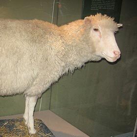 On July 5, 1996, Dolly the sheep, the first mammal to be cloned from an adult cell, was born.