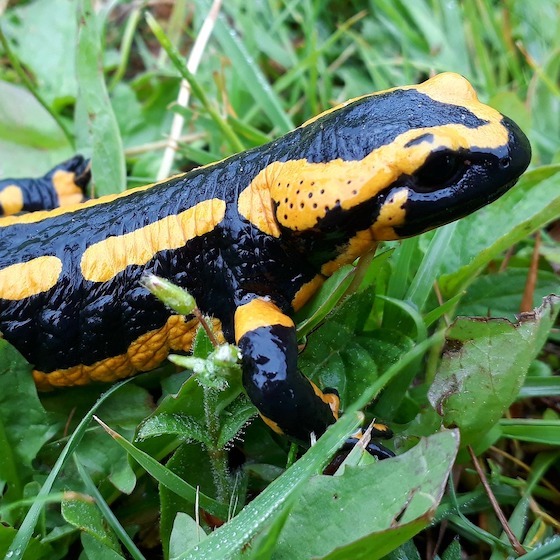 Amphibians don't have spinal columns.