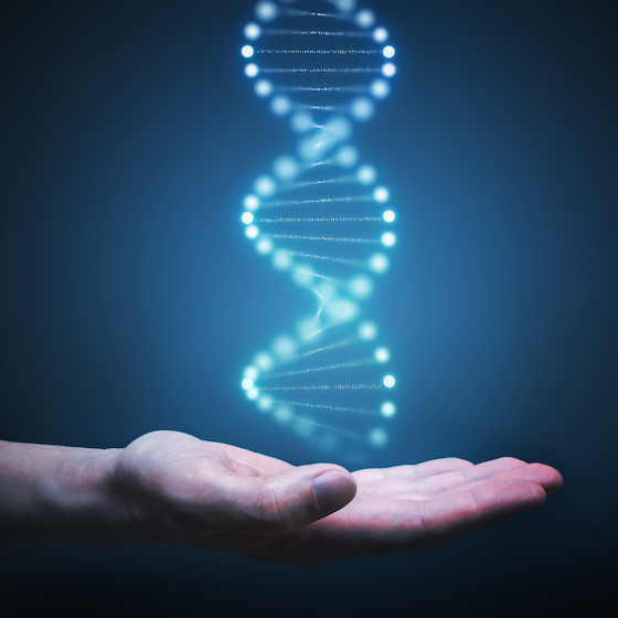 Your DNA contains all of your hereditary information.