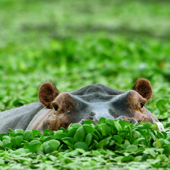 Hippos' small ears help them hear when they’re underwater.