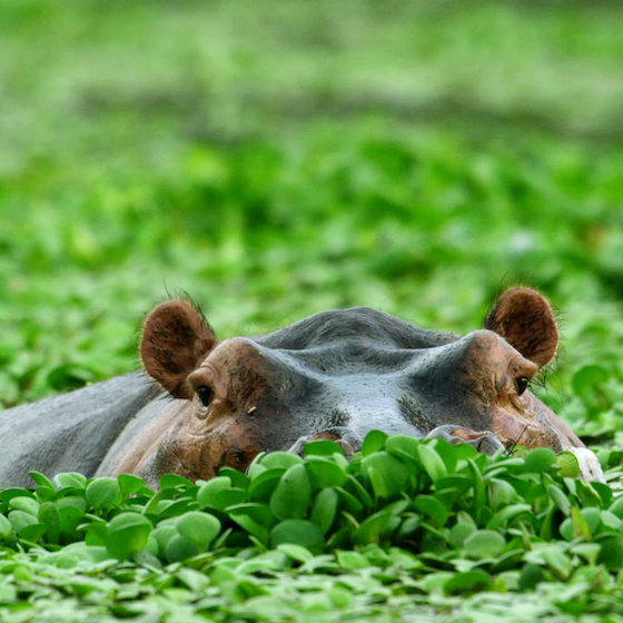 Les petites oreilles de l’hippopotame l’aident à entendre quand il est submergé.
