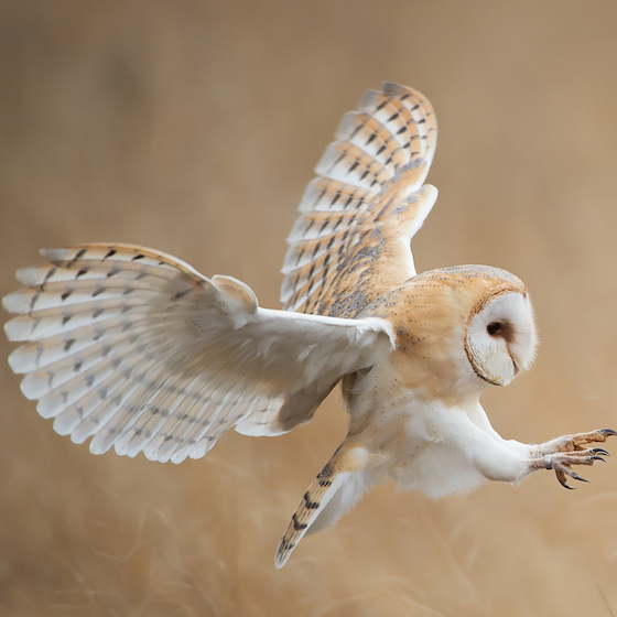 Owls must use their talons to tear their food into tiny pieces before they can swallow it.