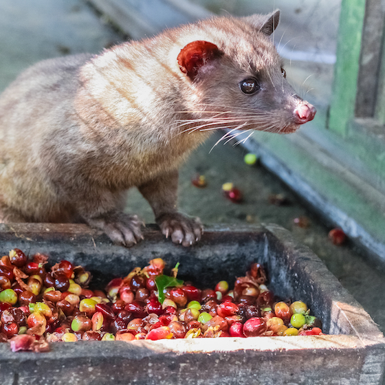 One type of coffee is harvested from animal excrement.