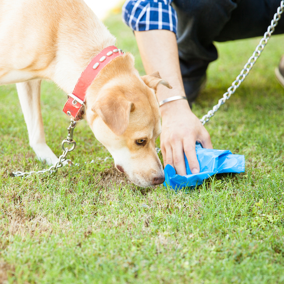 Pooches spend a lot of time sourcing a place to poop because they want to mark their territory.