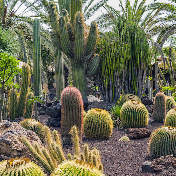 Il existe près de 500 espèces de cactus dans le monde.