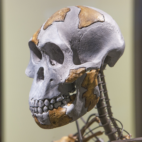 The world’s most famous fossil, Lucy, the skeleton of a female of the hominin species, was named after a Beatles song.