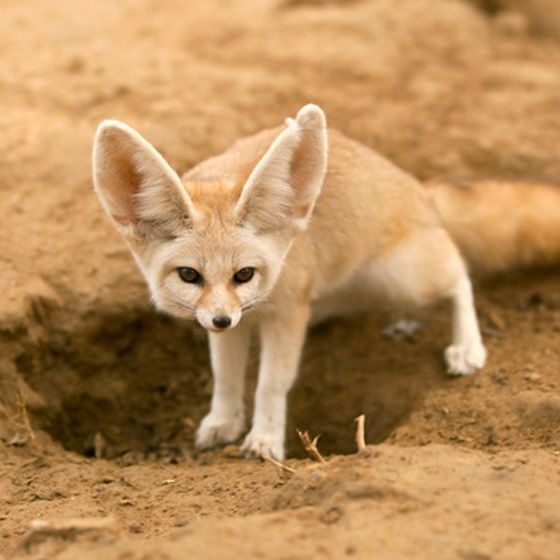 n-the-desert-because-of-its-oversized-ears