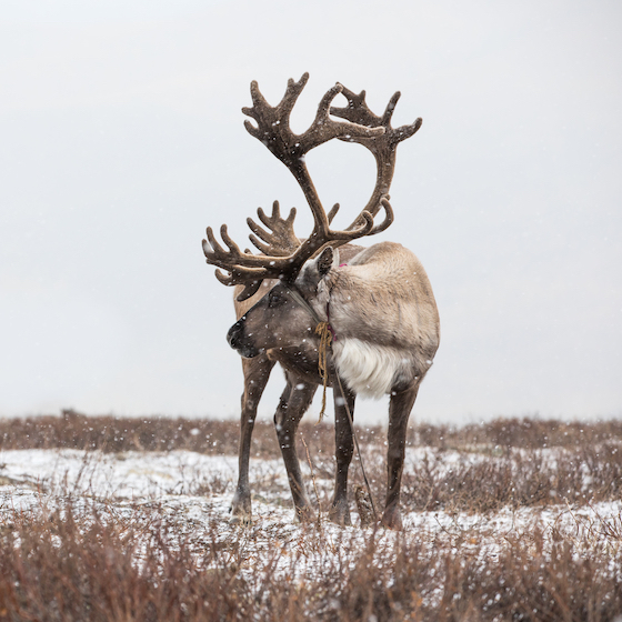 The reindeer the Sámi herd are wild.