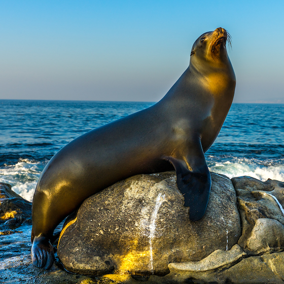 Les lions de mer sont dangereux, mais ils sont de mauvais nageurs et peinent à attraper leur proie.