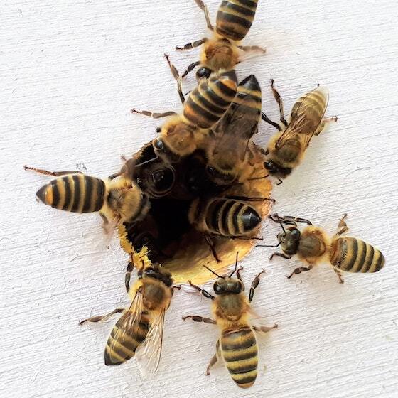 Worker bees born in winter live shorter lives than those born in summer.