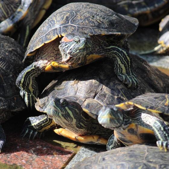 Colony refers to a group of turtles.