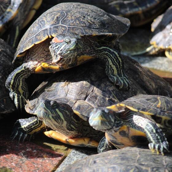 On parle d'échouerie pour désigner un groupe de tortues.