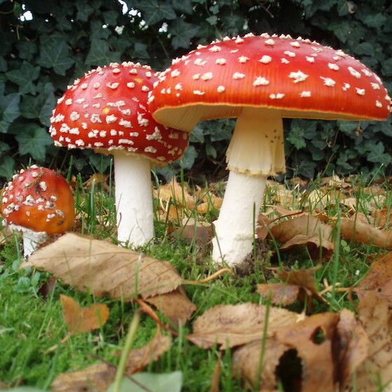 L’ingestion de l’amanite tue-mouches peut causer de l’euphorie.