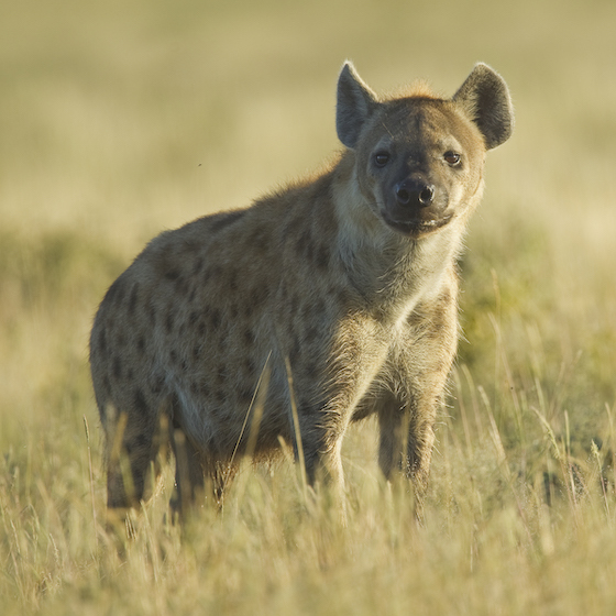 Female spotted hyenas are larger than the males.