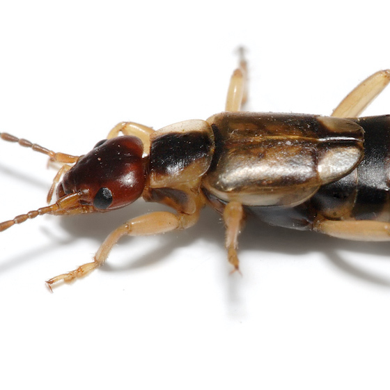 Only male earwigs have pincers.