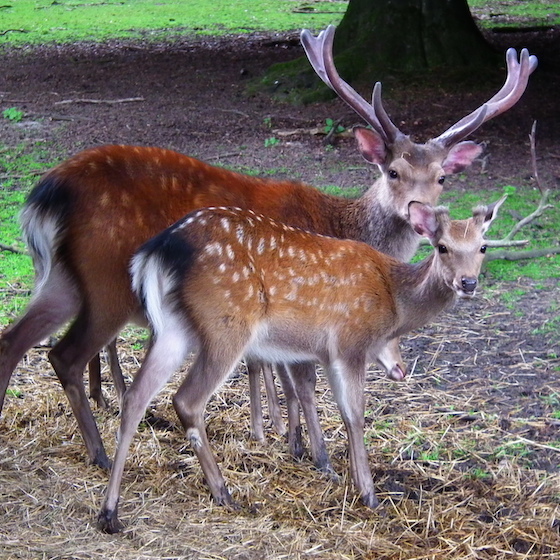 The coat of the sika deer turns white in winter so that it camouflages more easily with the snow.