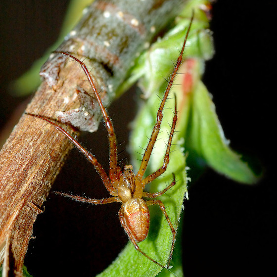 Chez la plupart des espèces d’araignées, la femelle est plus grande que le mâle.