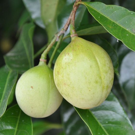 The nutmeg tree produces 2 different spices.