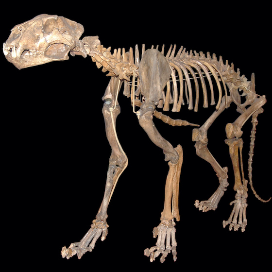 Prehistoric humans never encountered cave lions.
