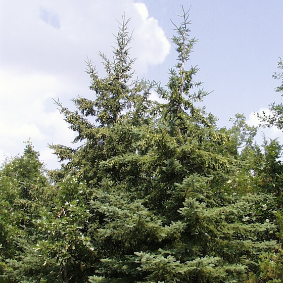 Conifer wood is generally softer than that of deciduous trees.