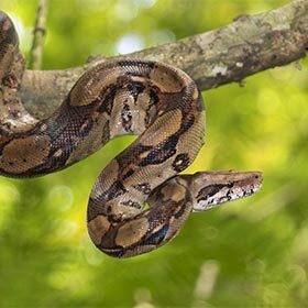 Boas are not poisonous, but pythons are.